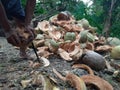 Coconut harvest