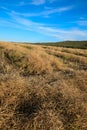 Harvest cole crops Royalty Free Stock Photo