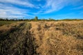 Harvest cole crops Royalty Free Stock Photo