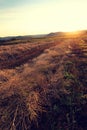 Harvest cole crops Royalty Free Stock Photo