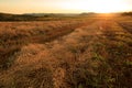 Harvest cole on farmland Royalty Free Stock Photo