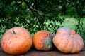 During harvest, collected orange pumpkins on the wooden table