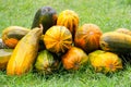 Harvest of colorful ripe pumpkins stacked on green grass