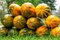 Harvest of colorful ripe pumpkins stacked on green grass