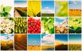 Harvest Concepts. Cereal Collage Royalty Free Stock Photo