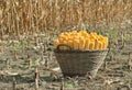 Harvest corn