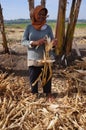 Harvest corn Royalty Free Stock Photo