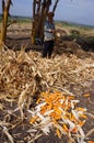 Harvest corn Royalty Free Stock Photo