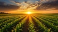 harvest corn field rows Royalty Free Stock Photo