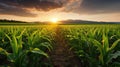 harvest corn field rows Royalty Free Stock Photo