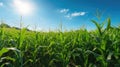 harvest corn field sun Royalty Free Stock Photo