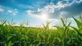 harvest corn field sun Royalty Free Stock Photo