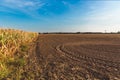 The harvest in the corn fields in Hungary. Clear blue sky Royalty Free Stock Photo