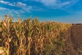 The harvest in the corn fields in Hungary. Clear blue sky Royalty Free Stock Photo