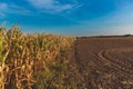 The harvest in the corn fields in Hungary. Clear blue sky Royalty Free Stock Photo