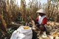 Harvest corn Royalty Free Stock Photo