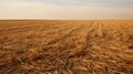 harvest corn stubble