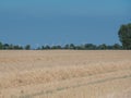 Harvest Cornfield in Germnay