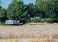 Harvest Cornfield in Germnay