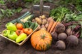 Harvest of different fresh organic vegetables on ground in garden. Freshly harvested carrot, beetroot, pumpkin, zucchini, potato Royalty Free Stock Photo