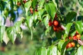 harvest of dogwood berries on the tree. Selective focus. Royalty Free Stock Photo