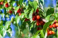 harvest of dogwood berries on the tree. Selective focus. Royalty Free Stock Photo