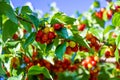 harvest of dogwood berries on the tree. Selective focus. Royalty Free Stock Photo