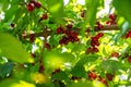 harvest of dogwood berries on the tree. Selective focus. Royalty Free Stock Photo