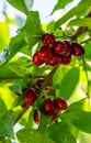 harvest of dogwood berries on the tree. Selective focus. Royalty Free Stock Photo