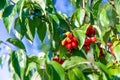 harvest of dogwood berries on the tree. Selective focus. Royalty Free Stock Photo
