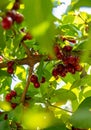 harvest of dogwood berries on the tree. Selective focus. Royalty Free Stock Photo