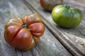 Harvest of an ecological tomato garden for production of kilometer zero in the area of the city of Barcelona in Catalonia