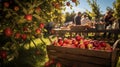 Harvest festival in apple orchard