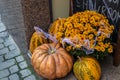 Harvest festival, a bouquet of bright orange chrysanthemums perched on orange pumpkins of various sizes. Royalty Free Stock Photo