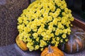 Harvest festival, a bouquet of bright yellow chrysanthemums arranged on three pumpkins. Royalty Free Stock Photo