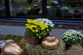 Harvest festival, bouquets of bright chrysanthemums are located near colored pumpkins of different sizes.