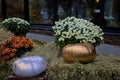 Harvest festival, bouquets of bright chrysanthemums are located near colored pumpkins of different sizes.