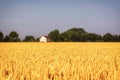 Harvest festival golden field of wheat. Farmland in Norfolk, East Anglia, UK