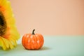 Harvest festival. Happy thanksgiving day concept. Pumpkin and bright sunflower on table. Copy space for text on peach Royalty Free Stock Photo