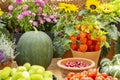 Harvest festival, still life a large green pumpkin, physalis fruits, rose hips. Beautifully decorated farm counter