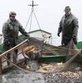 Harvest of fishpond.