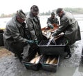 Harvest of fishpond. Royalty Free Stock Photo