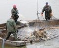 Harvest of fishpond.