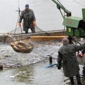 Harvest of fishpond.