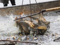 Harvest of fishpond. Royalty Free Stock Photo