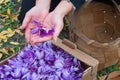 Harvest Flowers of saffron after collection. Crocus sativus, commonly known as the