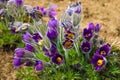 Harvest Flowers of saffron after collection. Crocus sativus. Selective focus