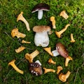 Harvest of forest mushrooms, season of porcini and chanterelles