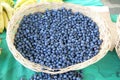 Harvest of fresh acai berries