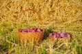 Harvest fresh blue plums in a basket on dry grass. Royalty Free Stock Photo